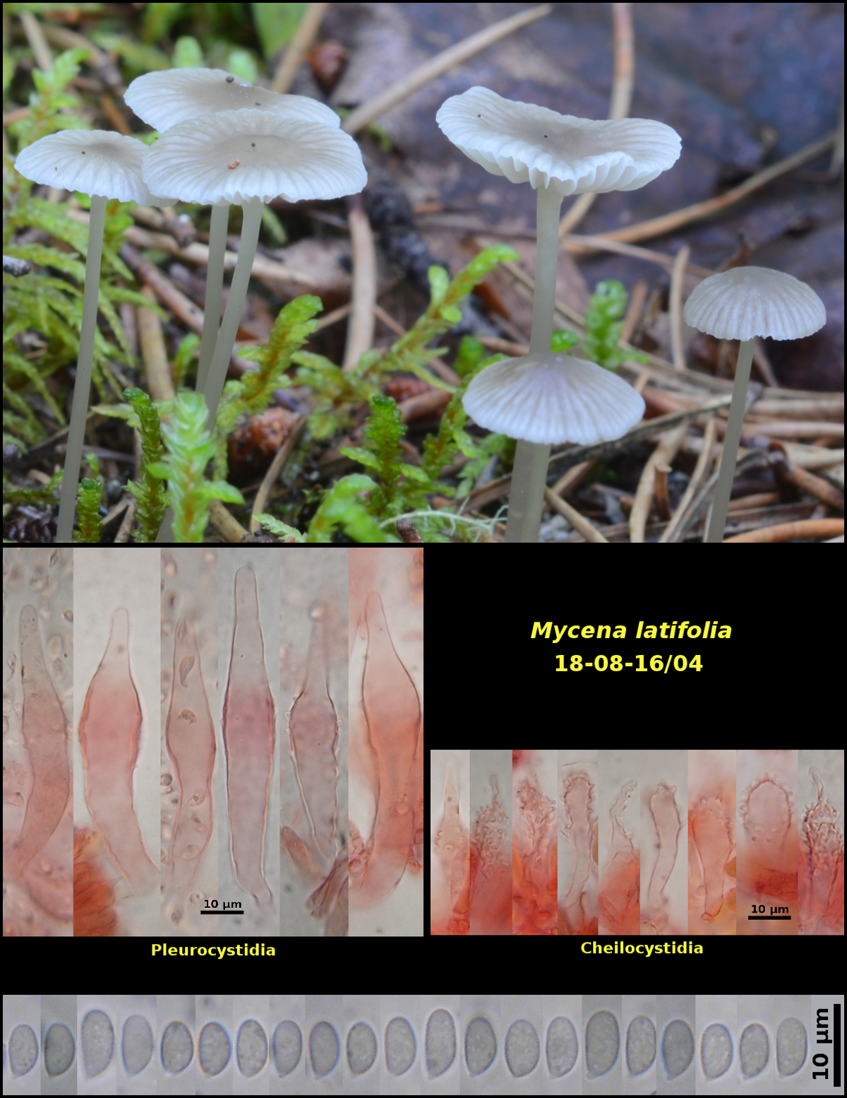 Picture of Mycena_latifolia18-08-16]04-composite